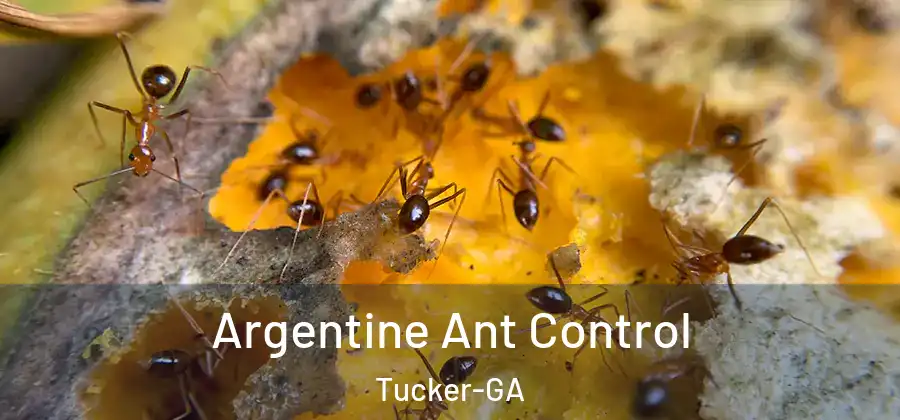 Argentine Ant Control Tucker-GA