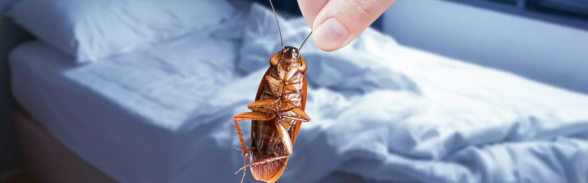 Bed Bug Fumigation