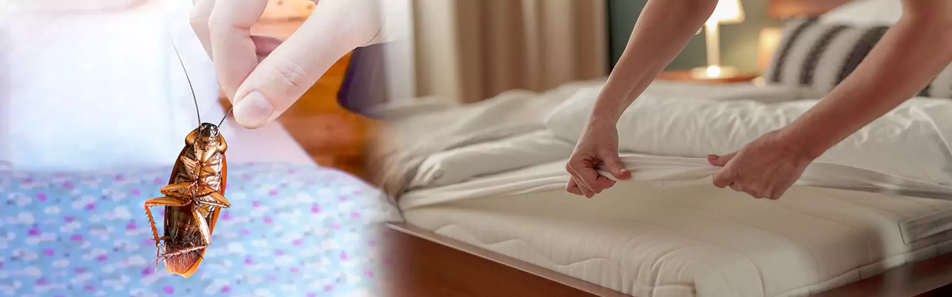 Bed Bug Prevention