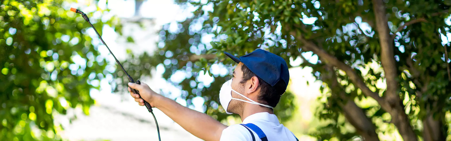 Bee Nest Removal
