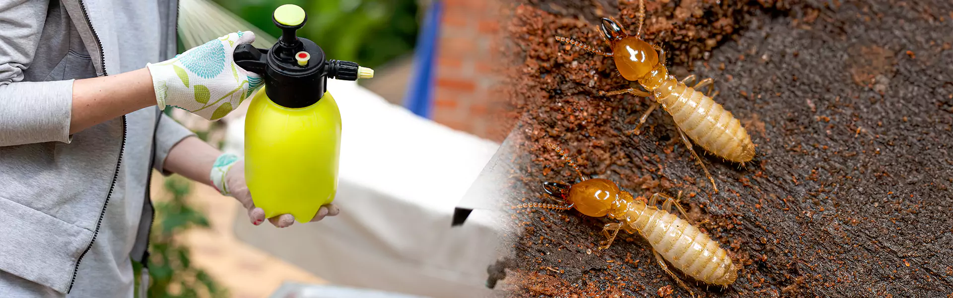 Bora Care Termite Treatment