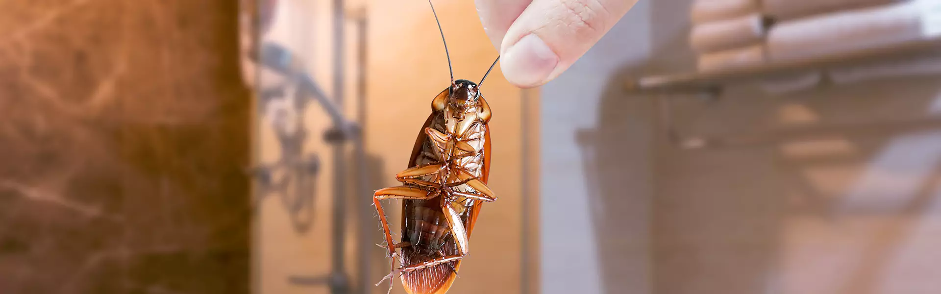 Cockroach Infestation Treatment