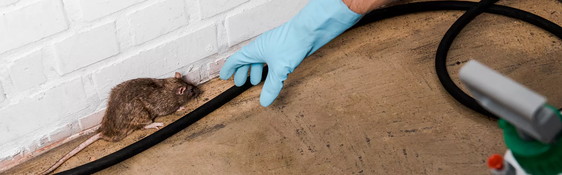 Dead Rodent Removal