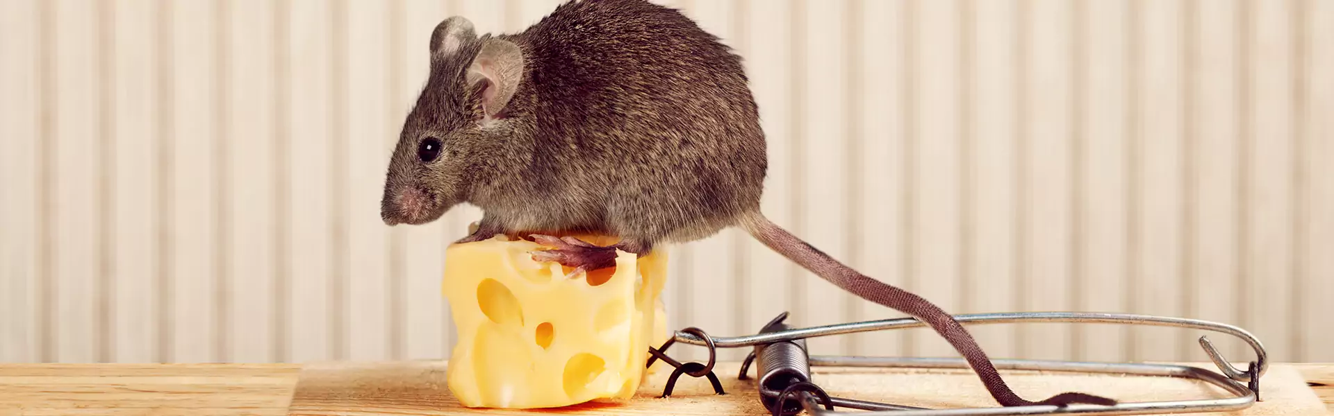 Get Rid of Mice