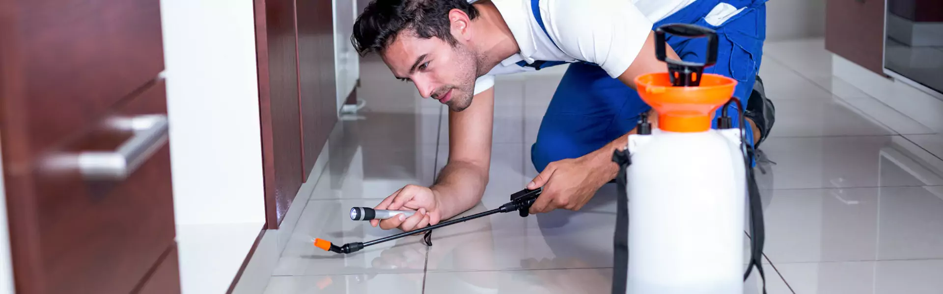 Get Rid of Roaches