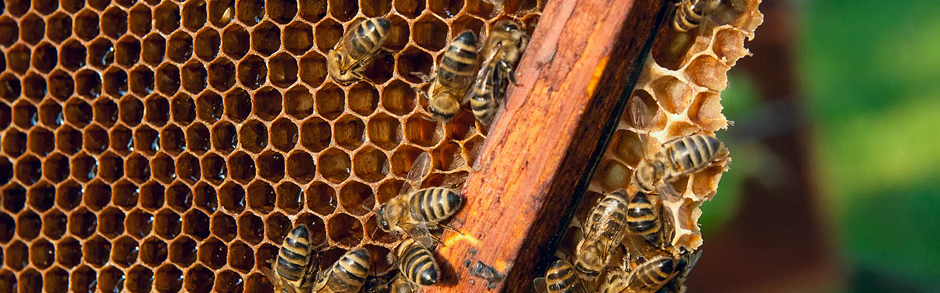 Honey Bee Removal