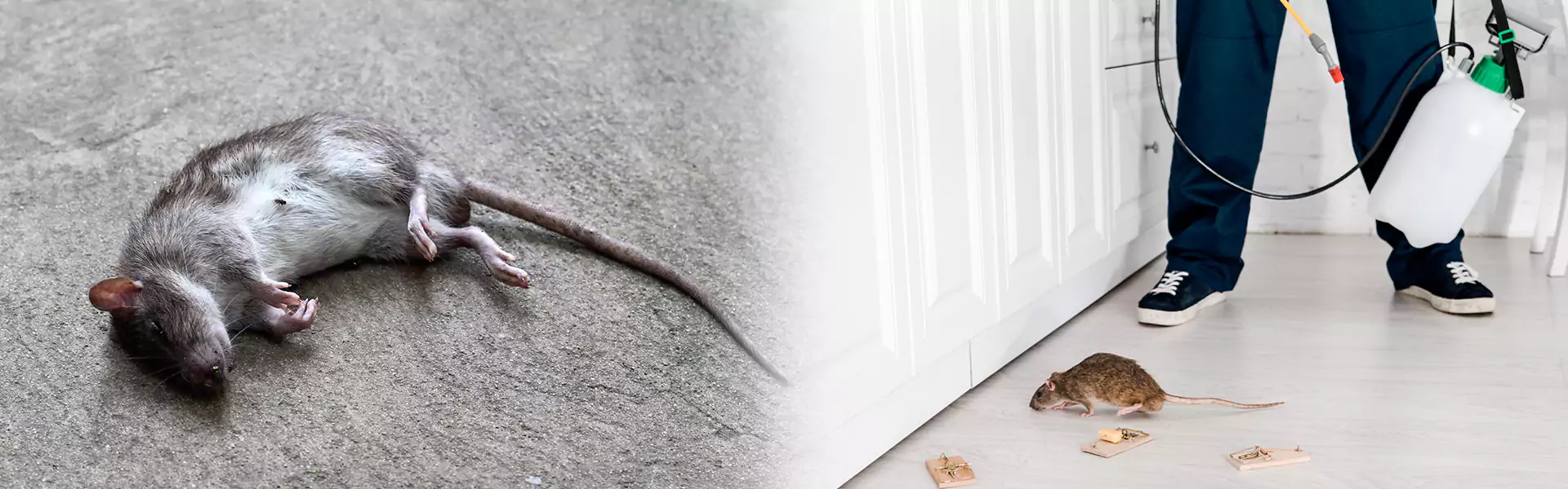 Humane Rodent Control