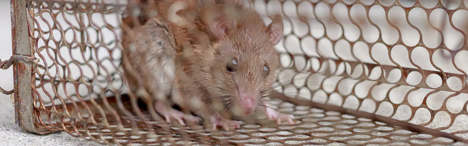 Humane Wildlife Removal