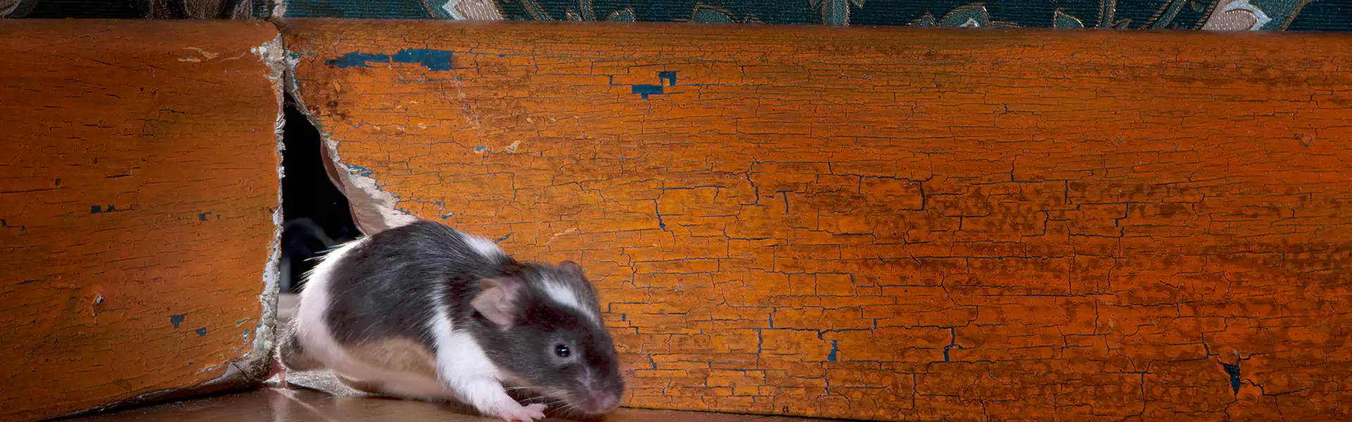 Mice Removal