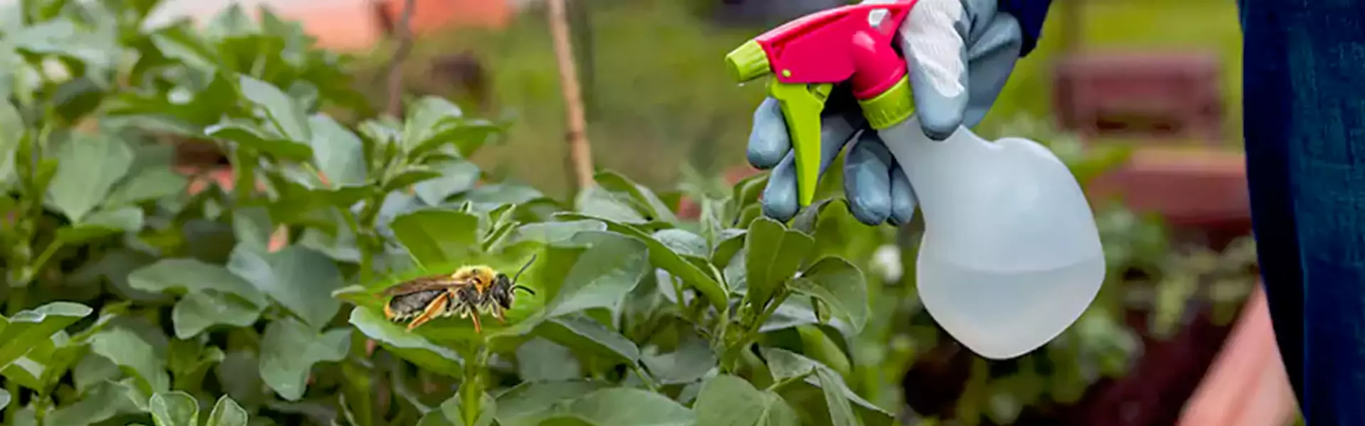 Mosquito Barrier Treatment