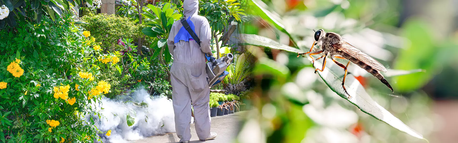 Mosquito Control