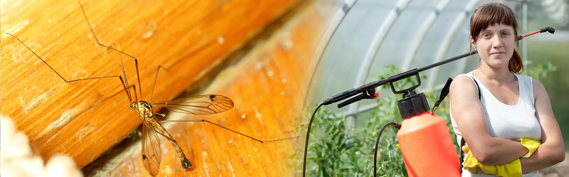 Mosquito Management