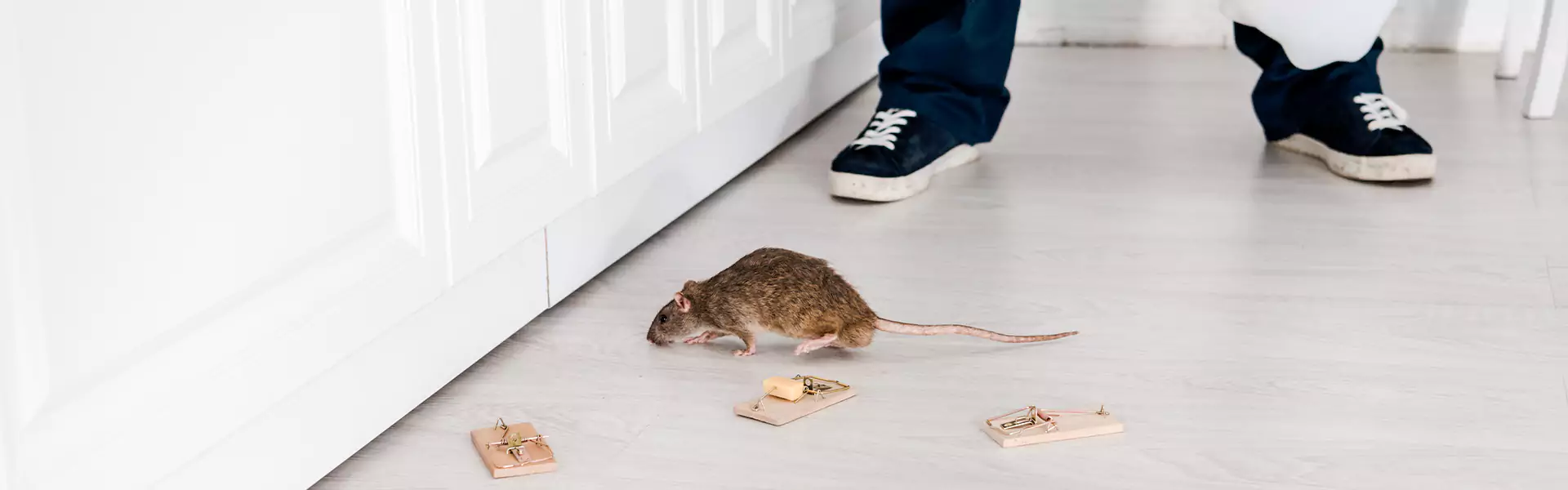 Mouse Proofing