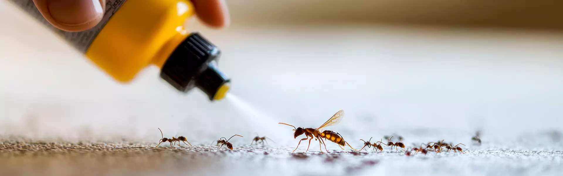 Organic Ant Control