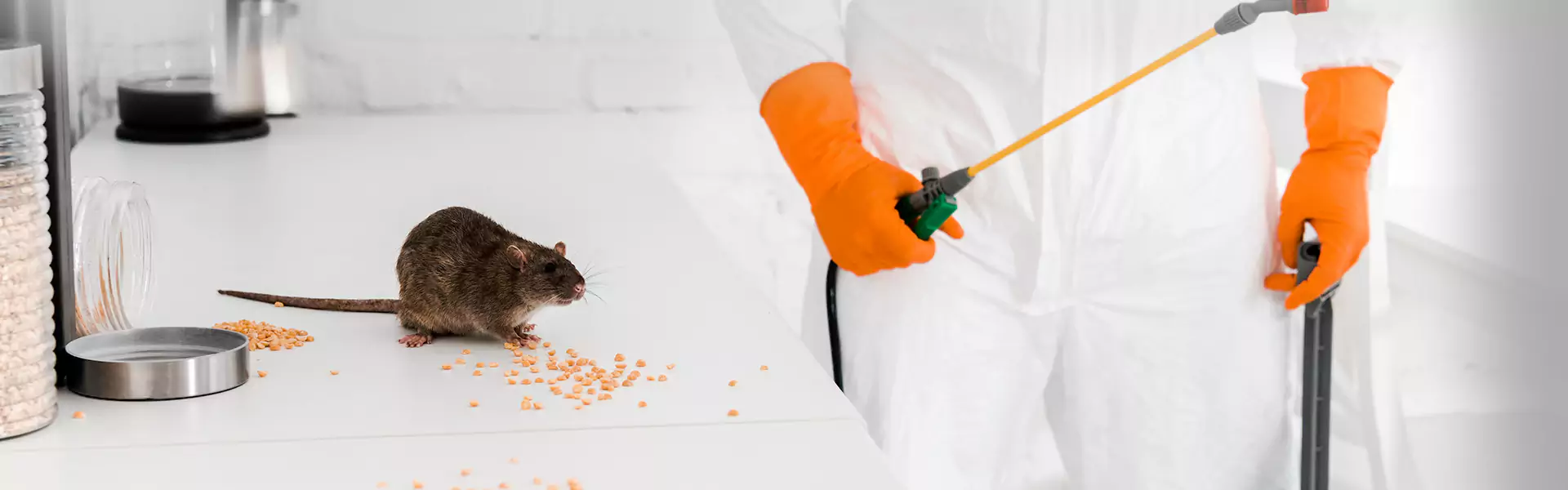 Rat Control