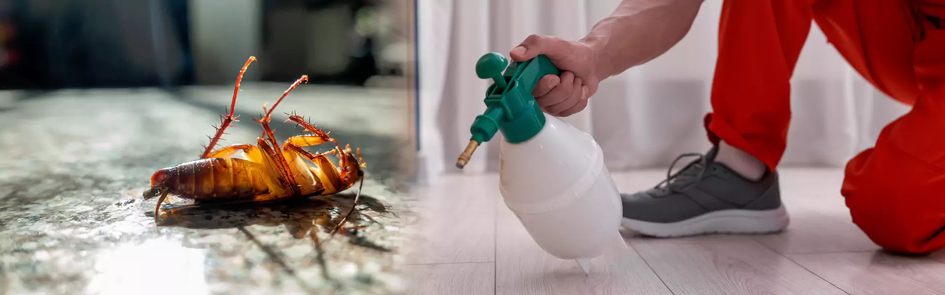 Roach Treatment