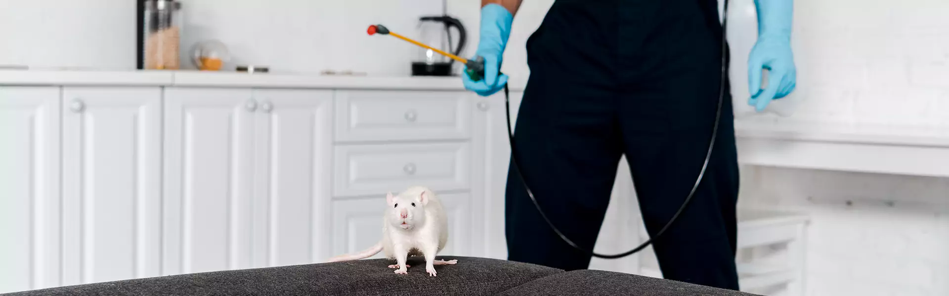 Rodent Exterminator
