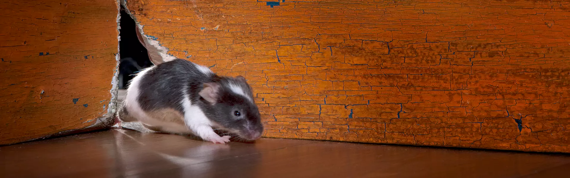 Rodent In Attic