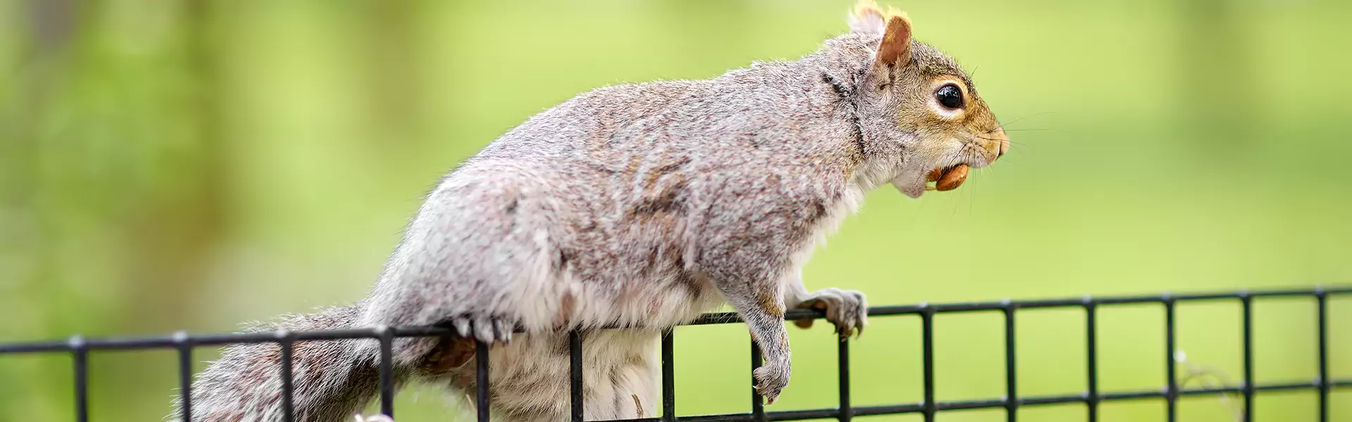 Squirrel Pest Control