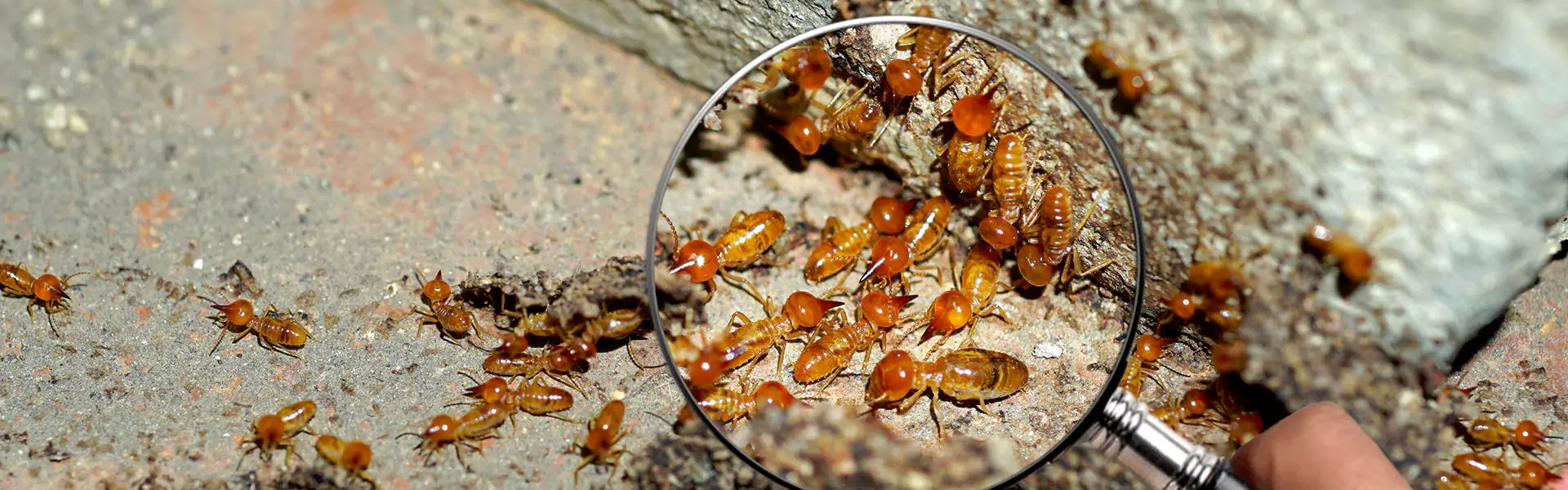 Termite Cost
