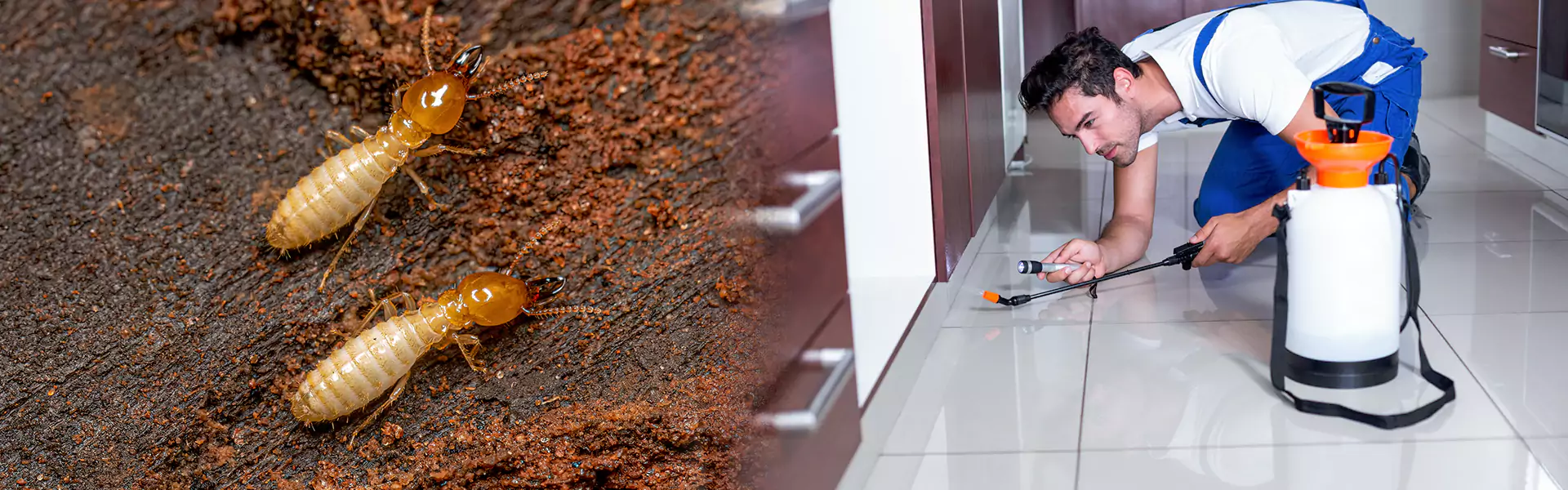 Termite Inspection Cost