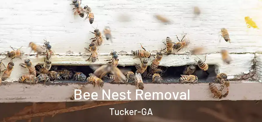 Bee Nest Removal Tucker-GA