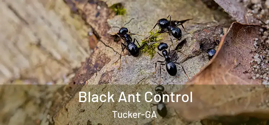 Black Ant Control Tucker-GA
