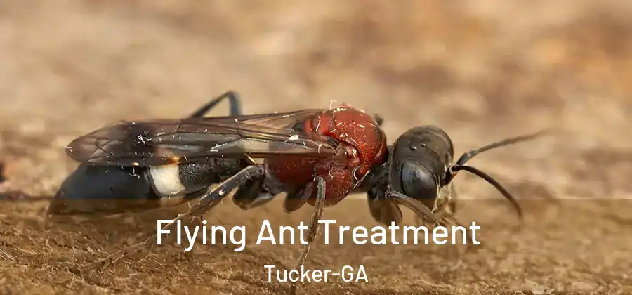 Flying Ant Treatment Tucker-GA