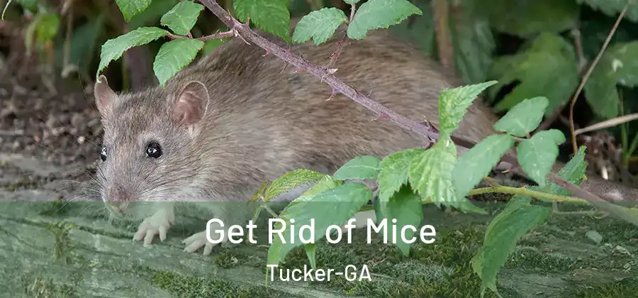  Get Rid of Mice Tucker-GA