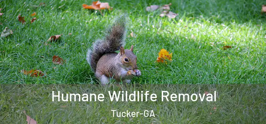 Humane Wildlife Removal Tucker-GA