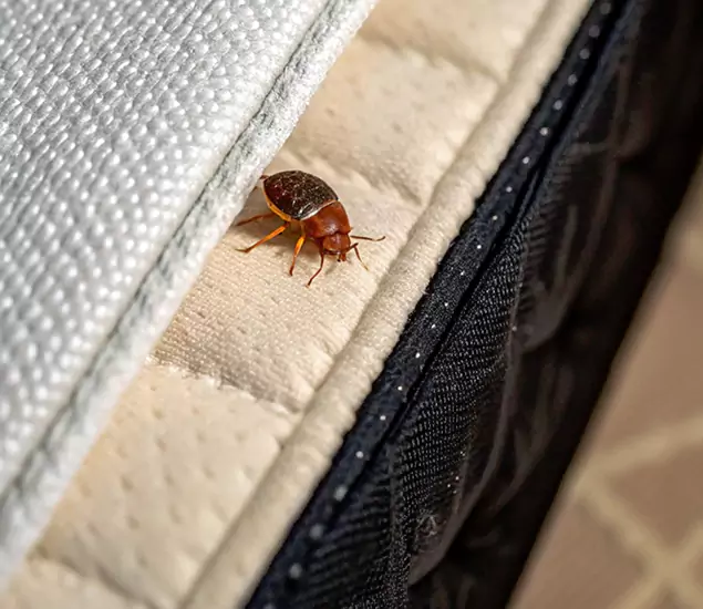 Bed Bug Exterminator Experts You Can Trust in Tucker, GA