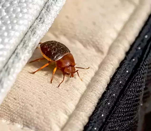 Trusted Bed Bug Prevention Specialists in Tucker, GA