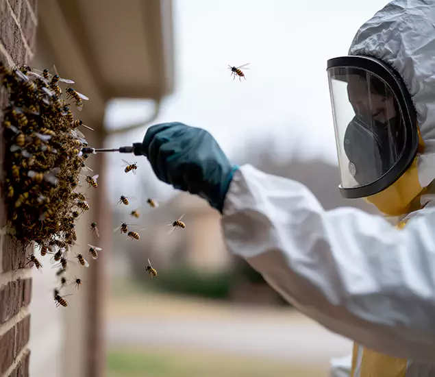 Your Bee Removal Company in Tucker, GA