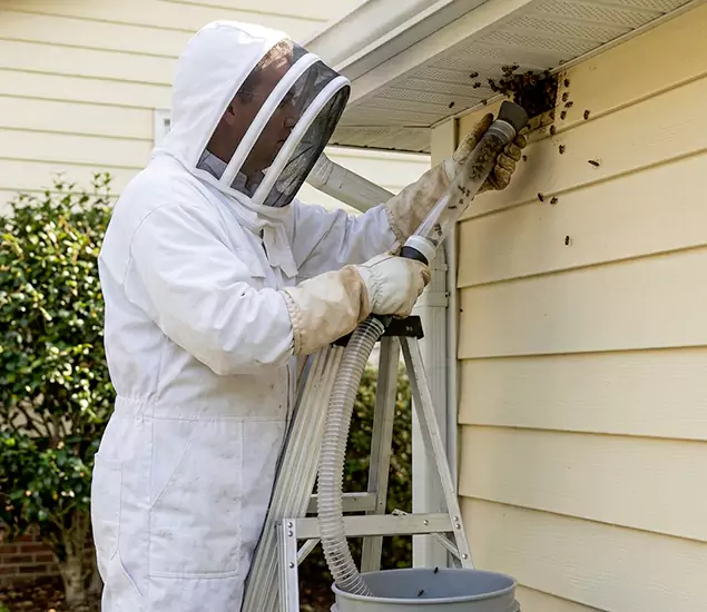 Your Affordable Bee Removal Company in Tucker, GA