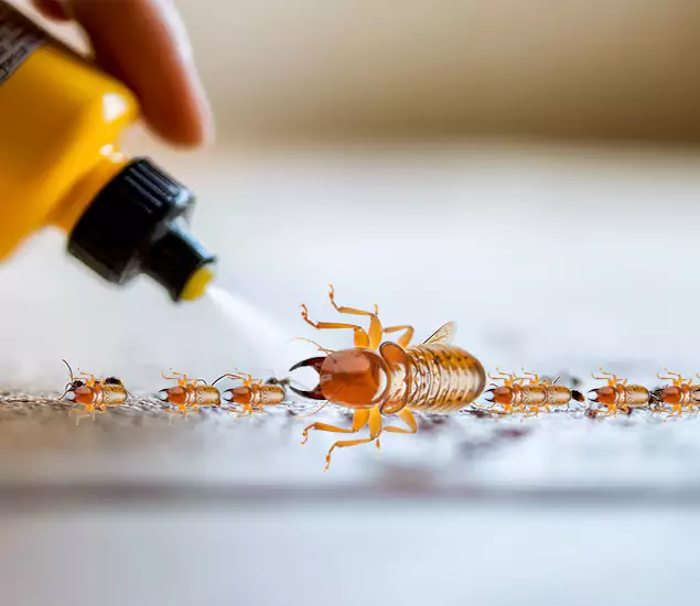 Reliable Bora Care Termite Experts in Tucker, GA