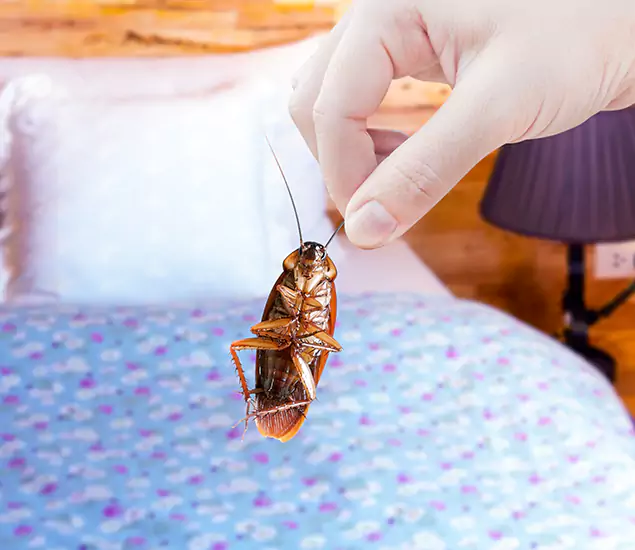 Expert Roach Control Services: Your Cockroach Pest Control in Tucker, GA