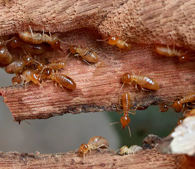 About Our Drywood Termite Treatment Experts in Tucker, GA