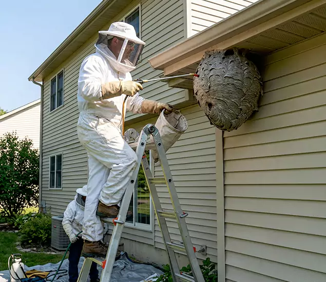 Expert Wasp Nest Removal: Your Local Wasp Nest Removal Company in Tucker, GA