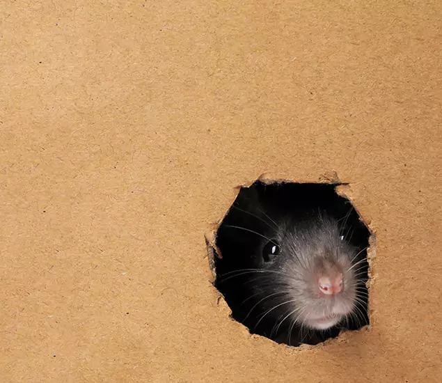 Rats in Attic Removal Experts in Tucker, GA