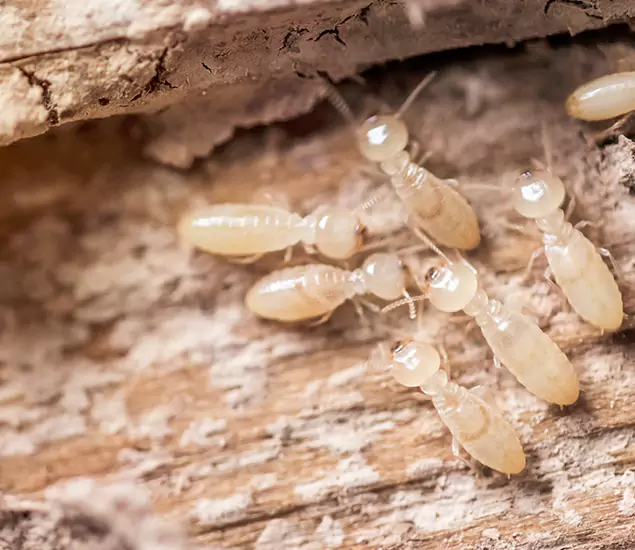 Termite Fumigation