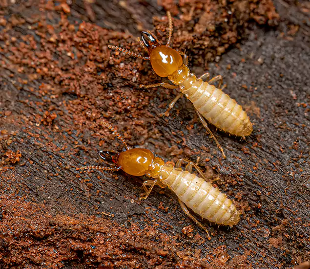 Termite Tenting