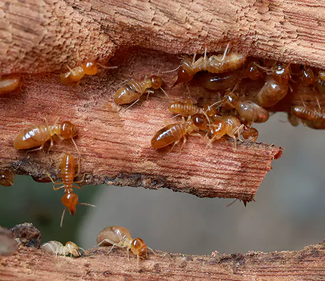 Termite Treatment
