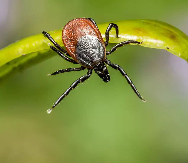 Your Trusted Tick Pest Control in Tucker, GA