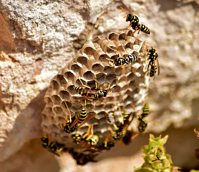 Your Best Wasp Removal Company in Tucker, GA