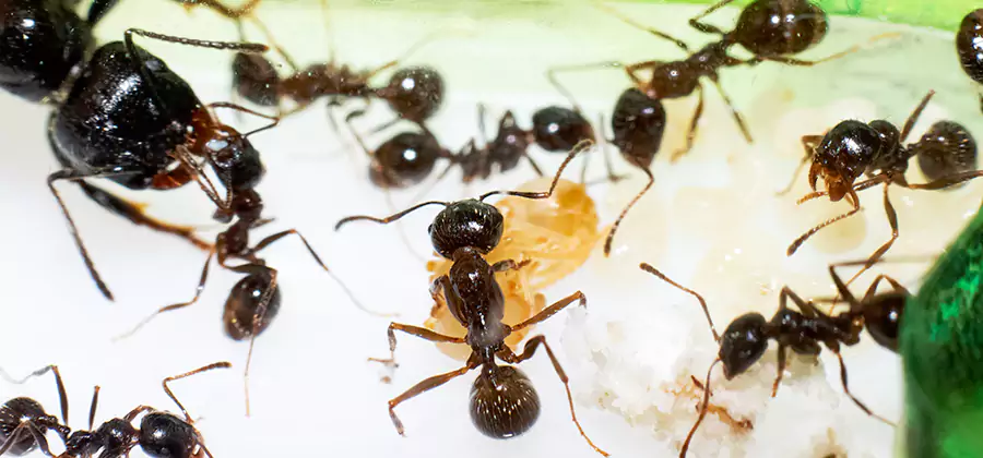 Argentine Ant Barrier Treatment in Tucker