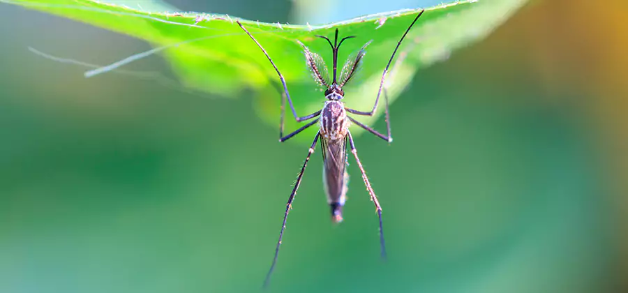 Natural Mosquito Spray for Yard in Tucker