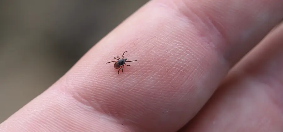 Infection Prevention for Bed Bug Bites in Tucker