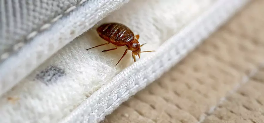Tenting Bed Bug Fumigation in Tucker