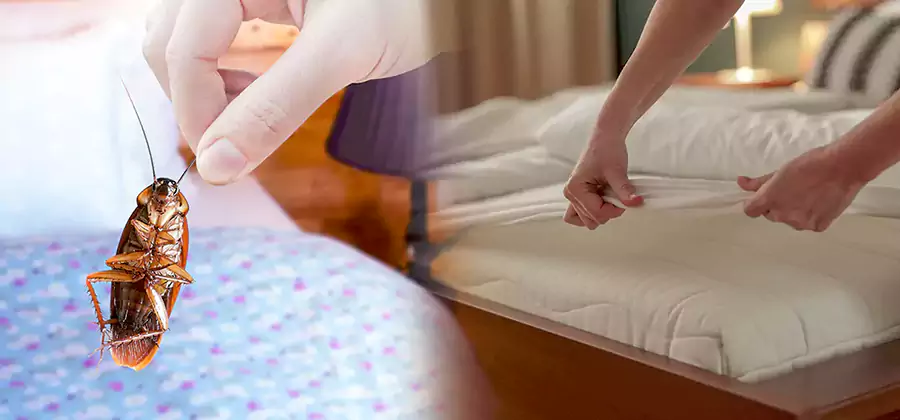Bed Bug Home Extermination Service in Tucker