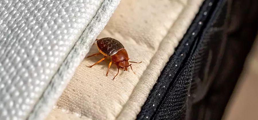 Commercial Bed Bug Control in Tucker